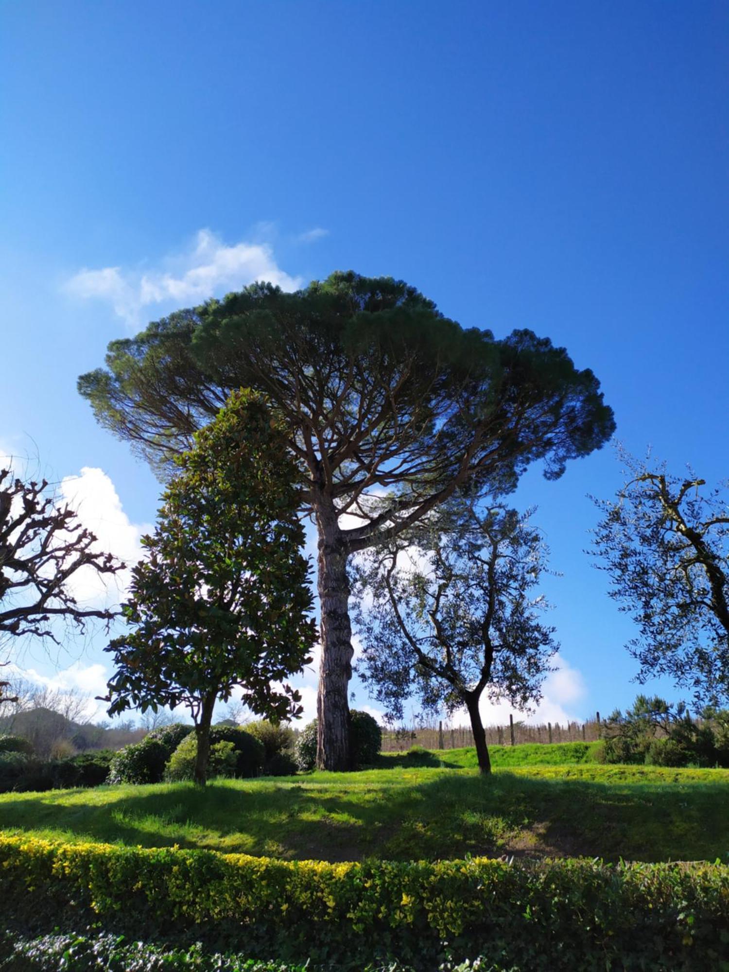Agriturismo Buon Riposo - Country Resort In The Heart Of Tuscany San Giovanni a Corazzano Exterior foto
