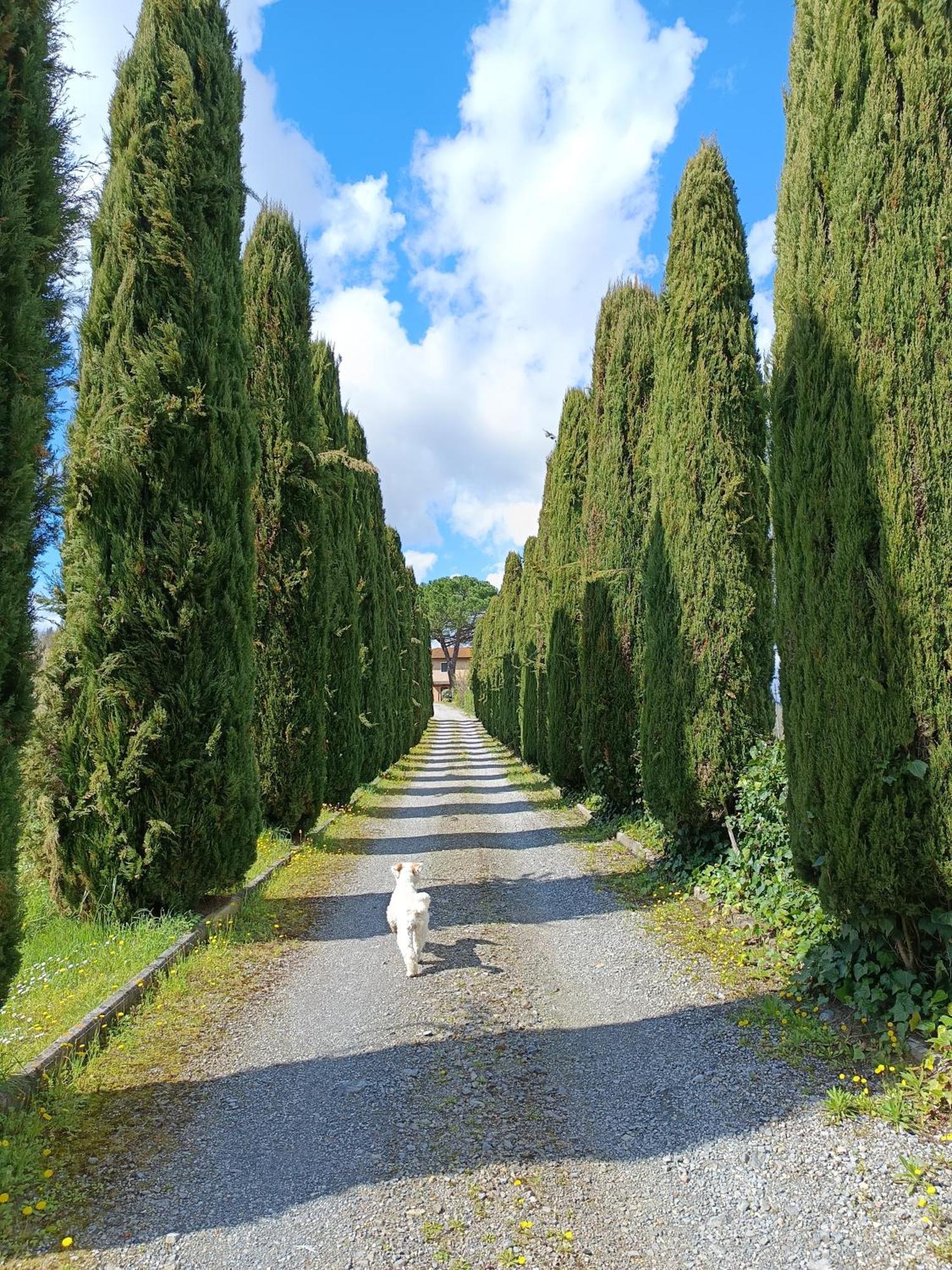 Agriturismo Buon Riposo - Country Resort In The Heart Of Tuscany San Giovanni a Corazzano Exterior foto